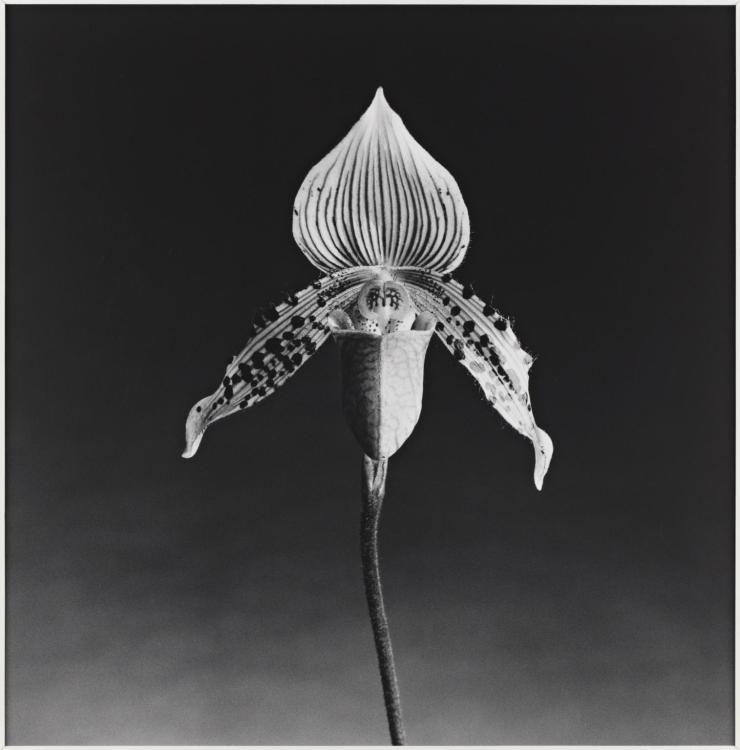 Orchid 1987 by Robert Mapplethorpe 1946-1989